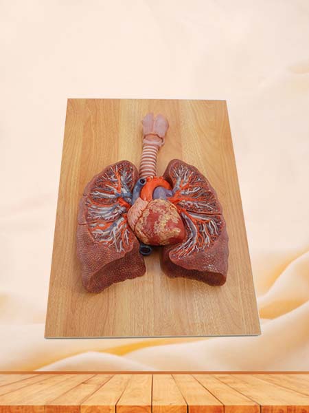 Lung Anatomy Model