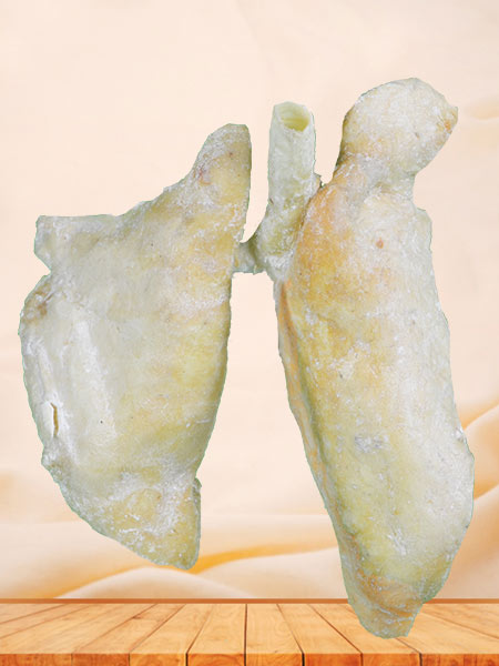 Lung of pig plastinated specimen