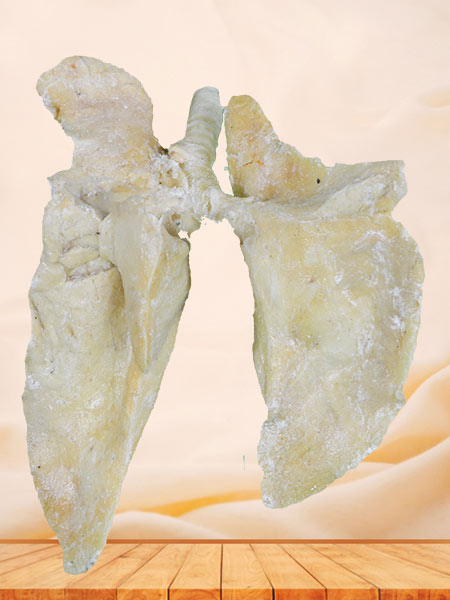 Lung of pig plastinated specimen