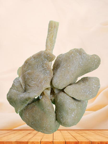 Lung of sheep plastinated specimen