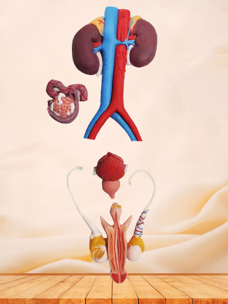 Male Genitourinary System Soft Silicone Anatomy Model