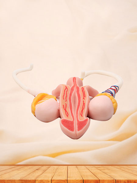 Male Reproductive Organ Soft Silicone Anatomy Model