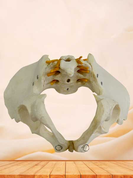 Male pelvis model