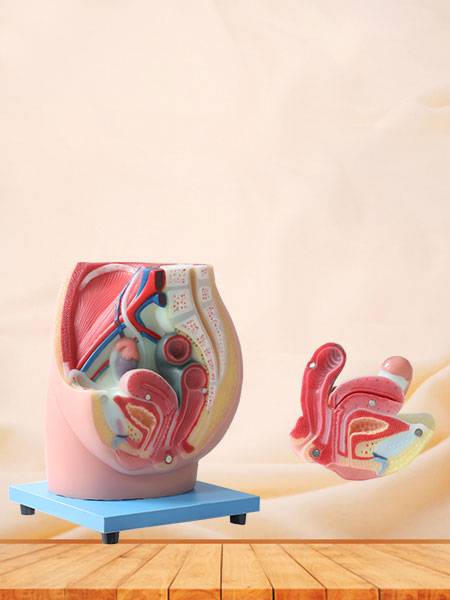 Median Sagittal Section Of Female Pelvic Soft Silicone Anatomy Model