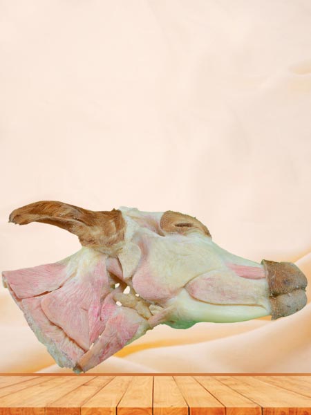 Median Sagittal Section of Cattle Head and Neck Plastinated Specimen