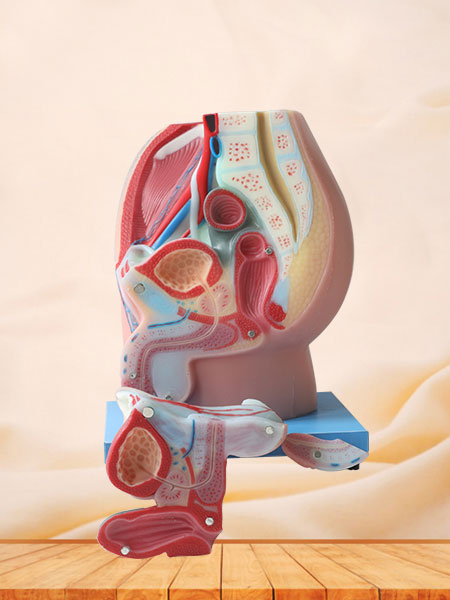 Median Sagittal Section of Male Pelvic Soft Silicone Anatomy Model