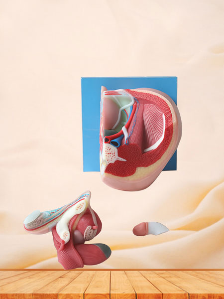 Median Sagittal Section of Male Pelvic Soft Silicone Anatomy Model