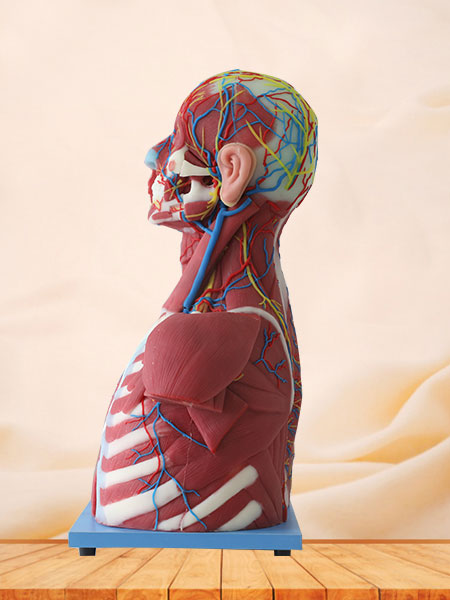 Median Vascular And Nerves Of Head, Neck And Prethoracic Soft Silicone Anatomy Model