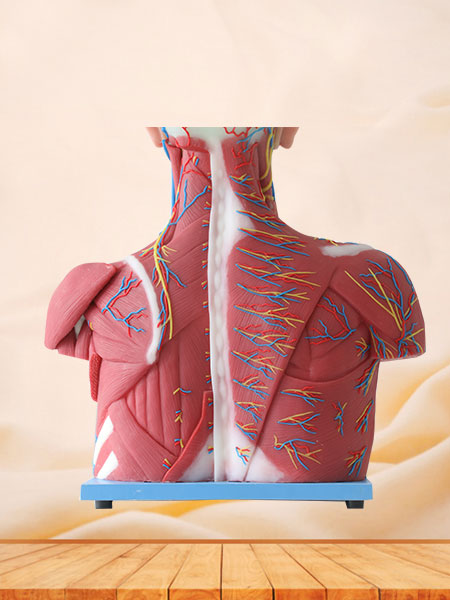 Median Vascular And Nerves Of Head, Neck And Prethoracic Soft Silicone Anatomy Model