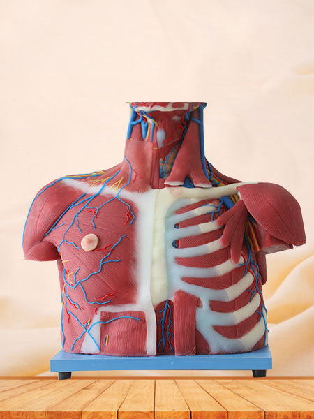 Median Vascular And Nerves Of Head, Neck And Prethoracic Soft Silicone Anatomy Model