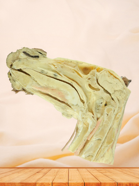 Median sagittal section of horse head plastinated specimen