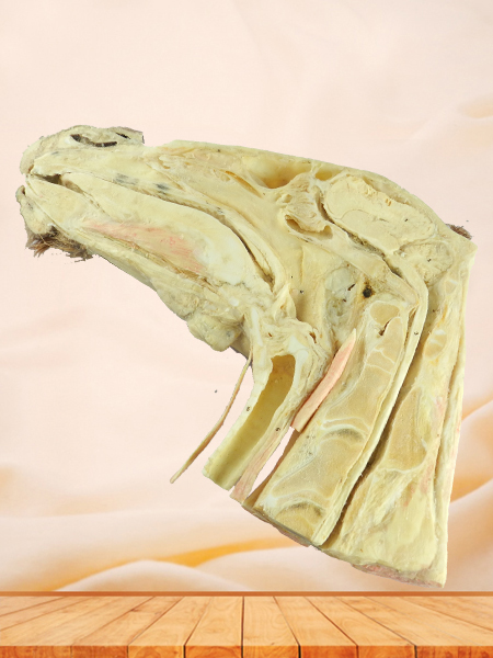 Median sagittal section of horse head plastinated specimen