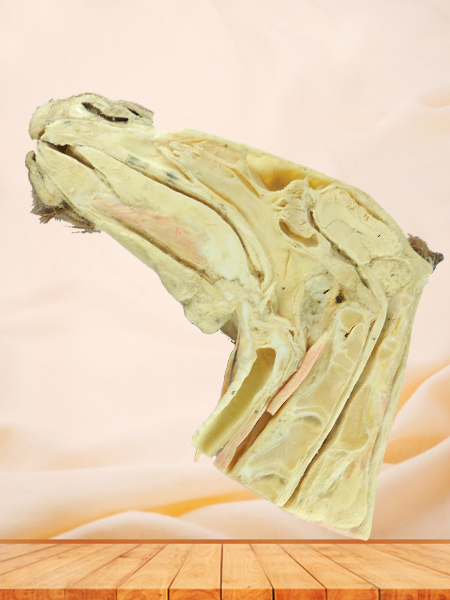 Median sagittal section of horse head plastinated specimen