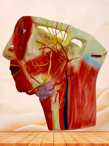 Blood vessel and nerves anatomical model in the face neck