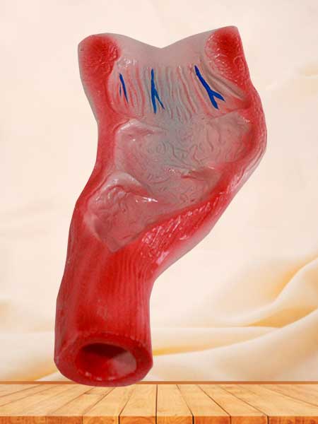 Human rectum cavity model