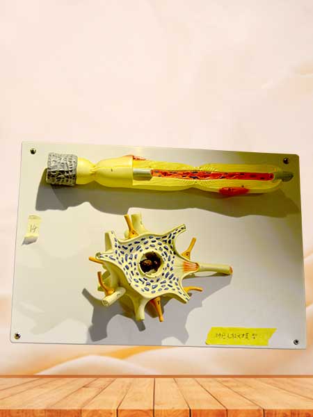 Neuron model