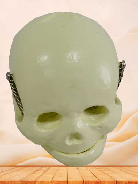 Newborn infant skull model