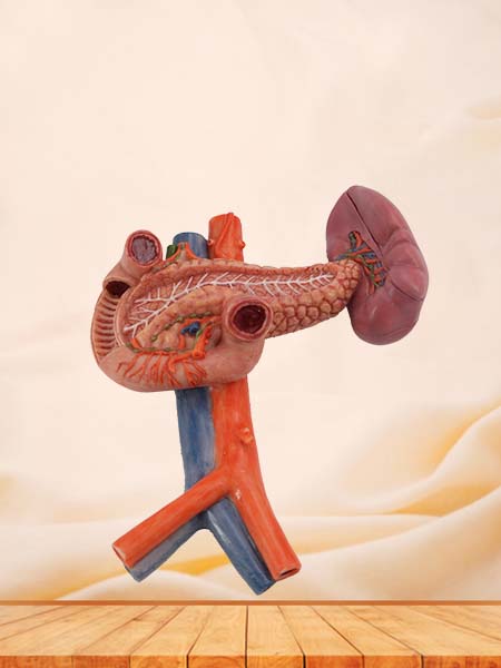 Pancreas, Spleen and Duodenum Model for Anatomy