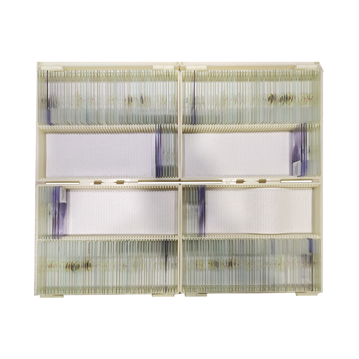 Prepared Microscope Slides