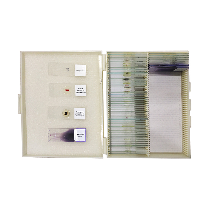 Prepared Microscope Slides