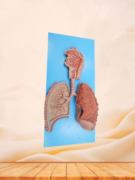 Respiratory System Anatomy Model