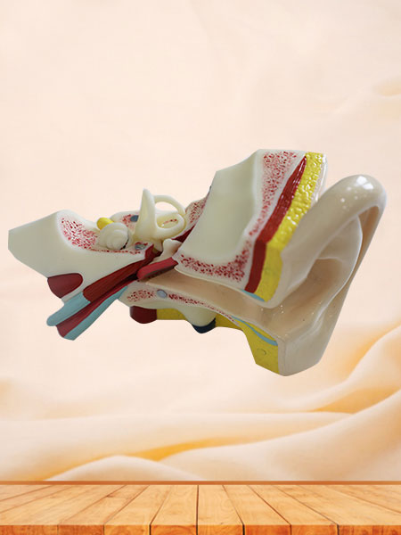 Right Ear Soft Silicone Anatomy Model