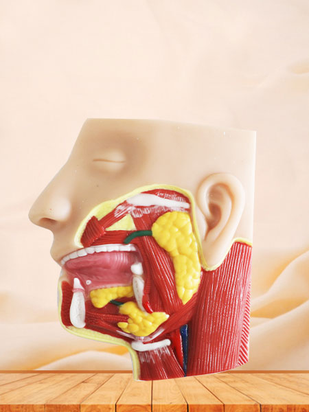 Salivary Glands Soft Silicone Anatomy Model