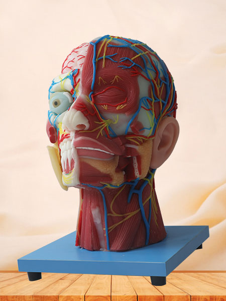 Cerebral Artery And Superficial, Median And Deep Arteries, Veins, Vascular, Nerves And Lymph Of Head And Face