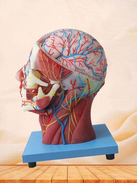 Superficial, Median And Deep Arteries, Veins, Vascular And Nerves Of Head And Face Soft Silicone Anatomy Model