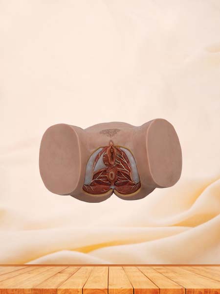 Female Perineum Simulation Model