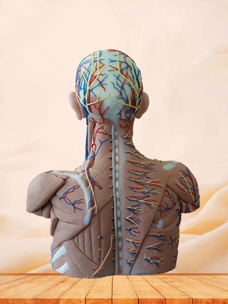 Head, Neck and Chest Anatomy Model