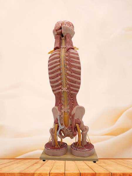 Spinal Cord and Spinal Nerve Anatomy Model