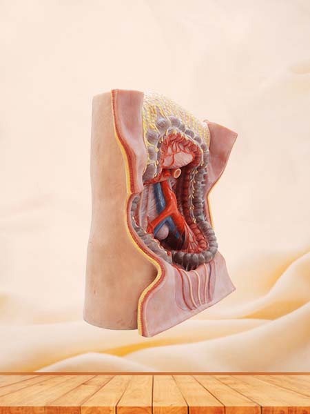 Inferior Mesenteric Artery Simulation Anatomy Model