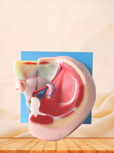 Median Sagittal Section Of Female Pelvic Soft Silicone Anatomy Model