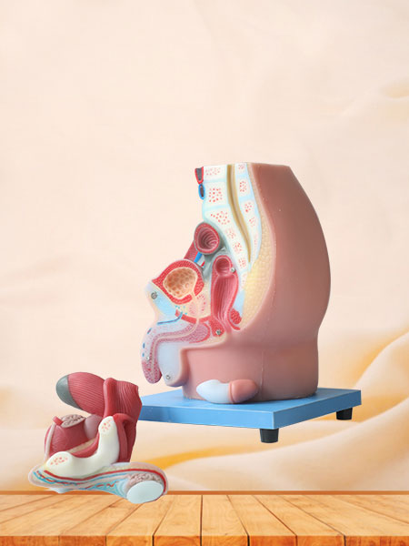 Median Sagittal Section of Male Pelvic Soft Silicone Anatomy Model