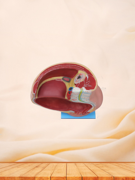 Pelvic With 9 Months Fetus Anatomical Model