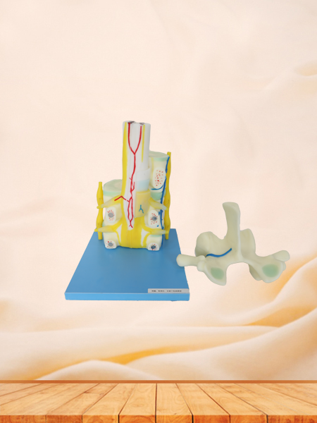 Relationship between Spinal Cord and Vertebrae Soft Silicone Anatomy Model