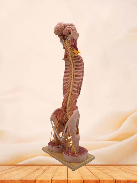 Spinal Cord and Spinal Nerve Anatomy Model