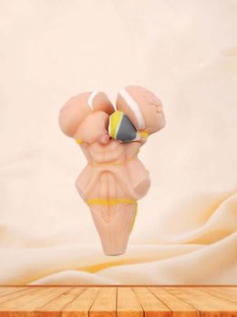 Groin Silicone Model