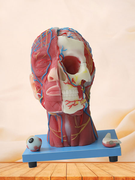 Superficial, Median And Deep Arteries, Veins, Vascular And Nerves Of Head And Face Soft Silicone Anatomy Model