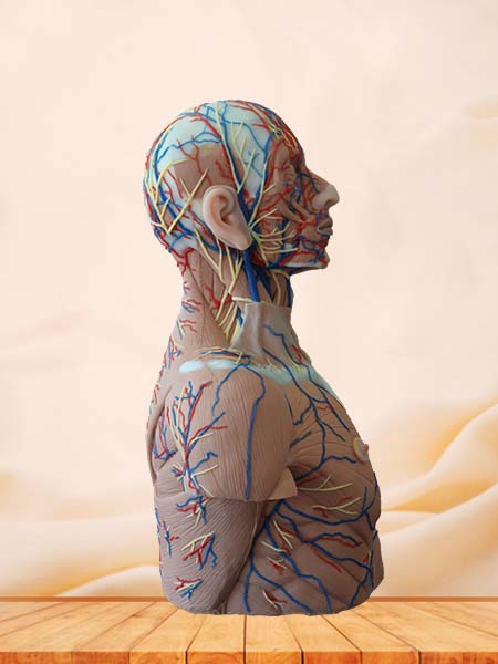 Head, Neck and Chest Anatomy Model