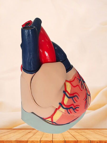 Soft Silicone Heart Anatomy Model