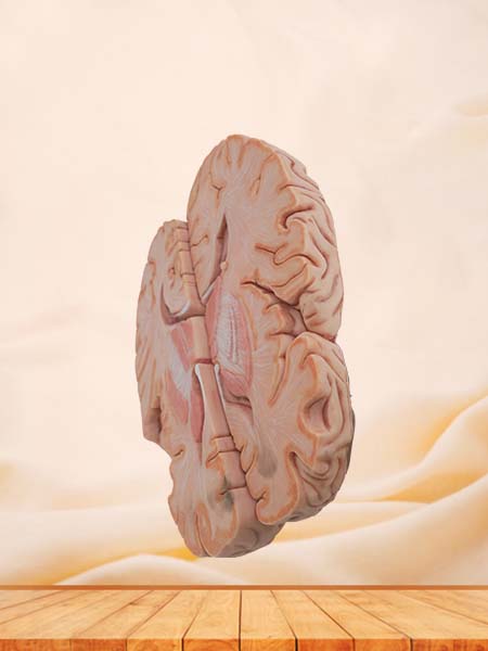 Horizontal Section of Brain Anatomy Model