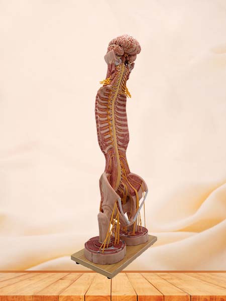 Spinal Cord and Spinal Nerve Anatomy Model