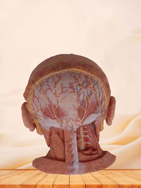 Suboccipital Triangle Model of Anatomy