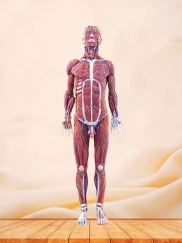 Superficial, Median And Deep Arteries, Veins, Vascular And Nerves Of Head And Face Soft Silicone Anatomy Model