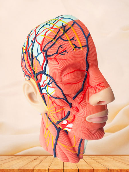 Soft Silicone Human Head And Neck Anatomy Model