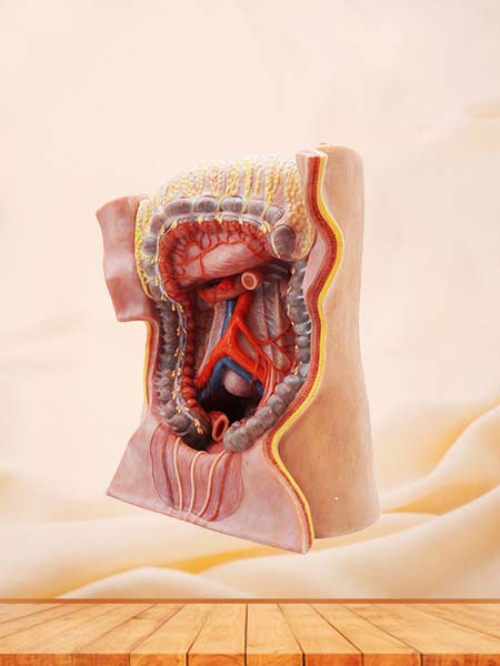 Inferior Mesenteric Artery Simulation Anatomy Model