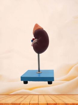 Soft Kidney Anatomy Model