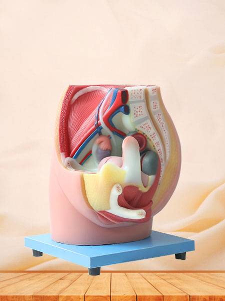 Median Sagittal Section Of Female Pelvic Soft Silicone Anatomy Model